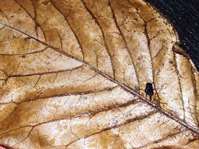 Copper Beech Leaf