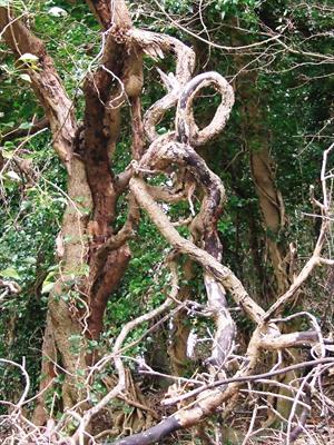 Vine Entwined