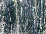 Dense woodland, no way through by donnasouthernart, Giclee Print